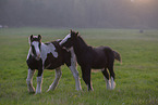 Irish Tinker Foals