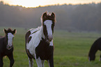 Irish Tinker Foals