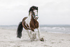 Irish Tinker at the beach