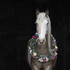 Irish Tinker Portrait