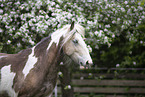 Irish Tinker Portrait