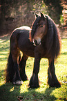Irish Tinker stallion