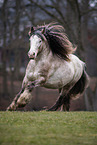 Irish Tinker stallion
