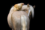 Irish Tinker mare and chicken