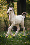 Irish Tinker foal