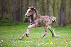 Irish Tinker foal