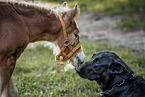 foal and dog