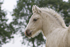 Irish Tinker foal