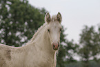 Irish Tinker foal