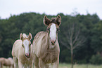 Irish Tinker foals