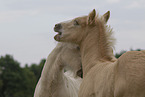 Irish Tinker foals