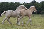 Irish Tinker foals