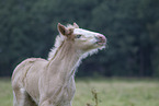 Irish Tinker foal