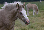 Irish Tinker foals