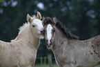 Irish Tinker foals