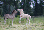 Irish Tinker foals