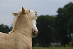 Irish Tinker foals