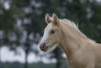 Irish Tinker foal