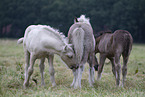 Irish Tinker foals