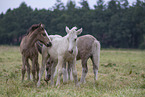 Irish Tinker foals