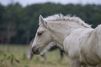 Irish Tinker foal