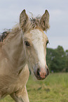 Irish Tinker foal