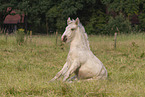 Irish Tinker foal