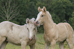 Irish Tinker foals