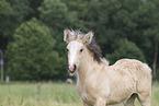 Irish Tinker foal