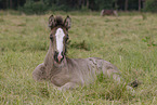 Irish Tinker foal