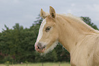 Irish Tinker foal