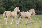 Irish Tinker foals