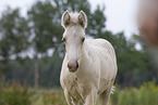 Irish Tinker foal