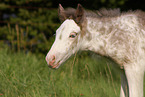 Irish Tinker foal