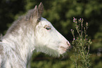 Irish Tinker foal