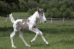 Irish Tinker foal