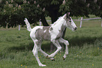 Irish Tinker foal