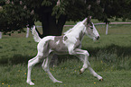 Irish Tinker foal