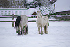 Irish Tinker in snow