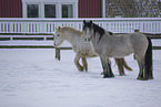 Irish Tinker in snow