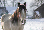 Irish Tinker in snow