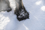 Irish Tinker in snow