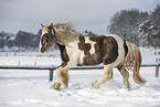 Irish Tinker in snow