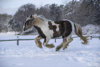 Irish Tinker in snow