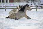 Irish Tinker in snow