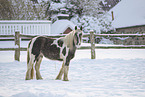 Irish Tinker in snow