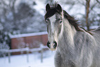 Irish Tinker in snow