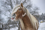 Irish Tinker in snow