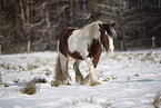 Irish Tinker in snow