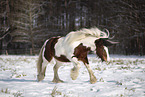 Irish Tinker in snow